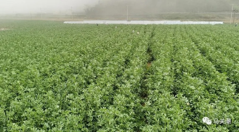 【蚕豆】新野蚕豆，大量上市，量大，量大，便宜！欢迎来电