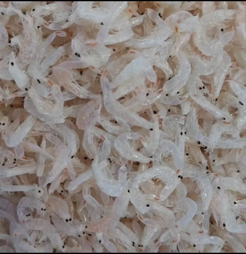 虾皮厂家，一手货源，厂家直供手续齐全，支持定制可贴牌