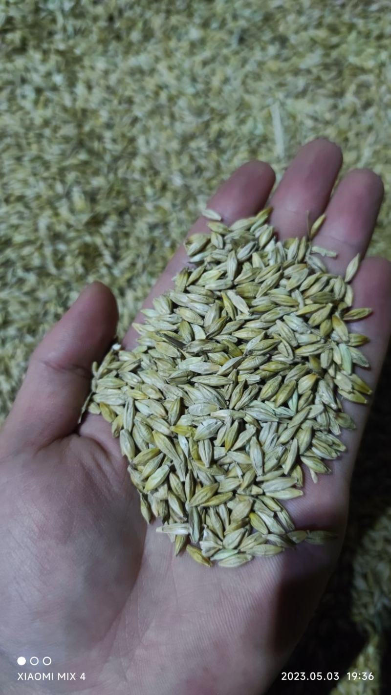 大麦，湖北优质烘干净粮大麦颗粒饱满色泽靓养鱼酿酒之佳品