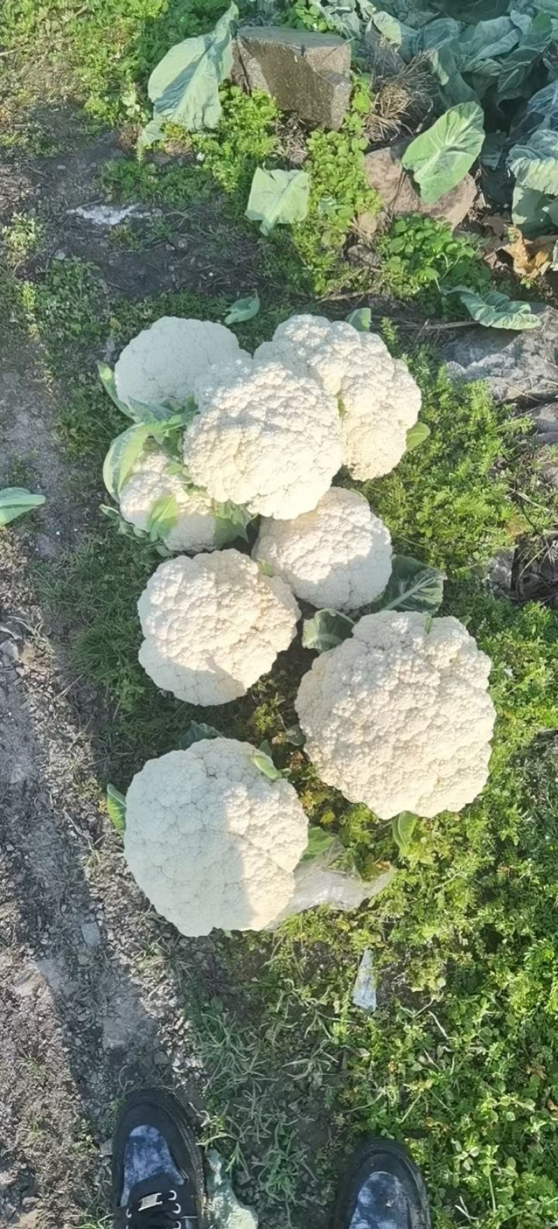 【甄选】有机花散花，白面青梗小米花，代发全国支持打冷