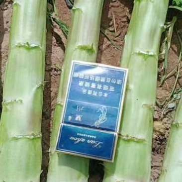 兰州莴笋大量上市了