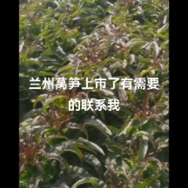 兰州莴笋大量上市了