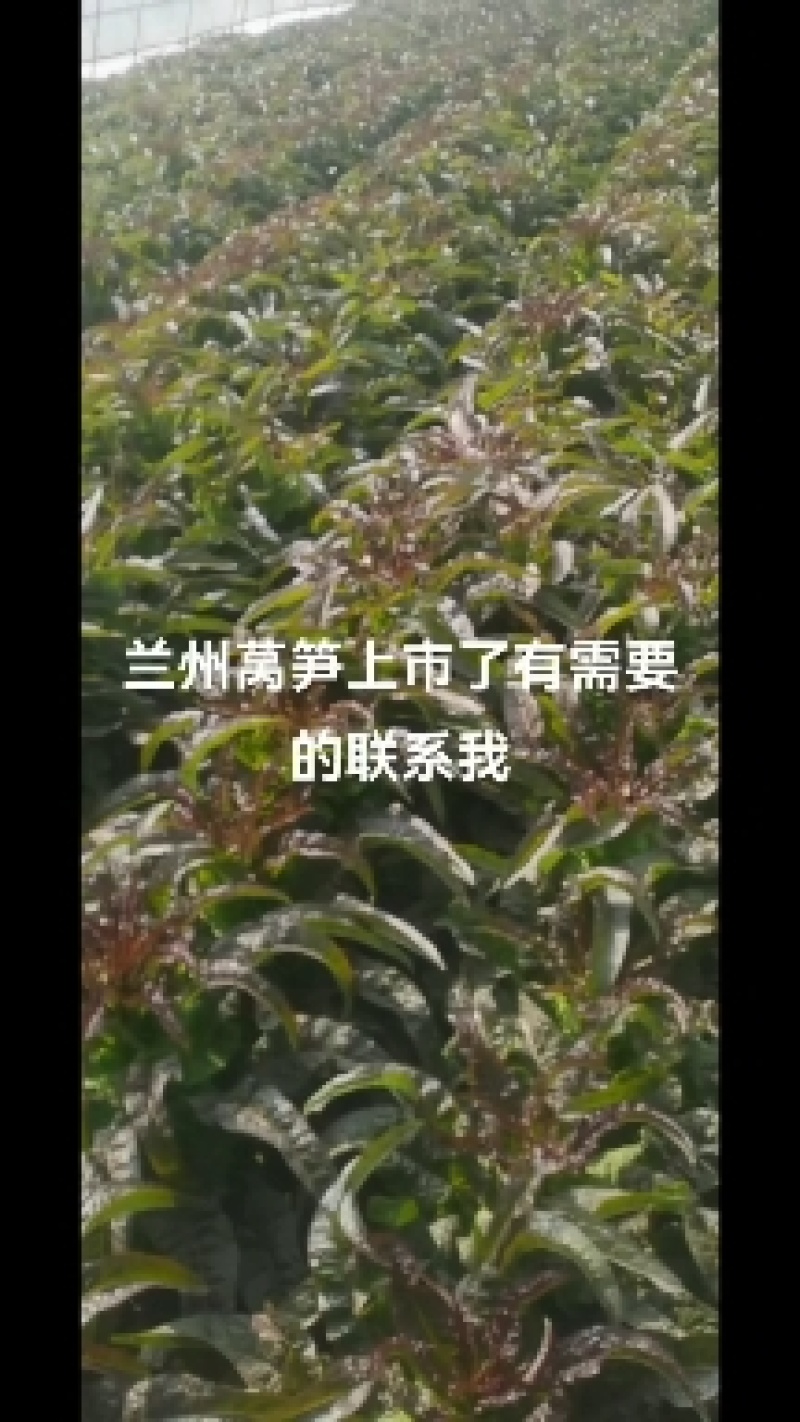 兰州莴笋大量上市了