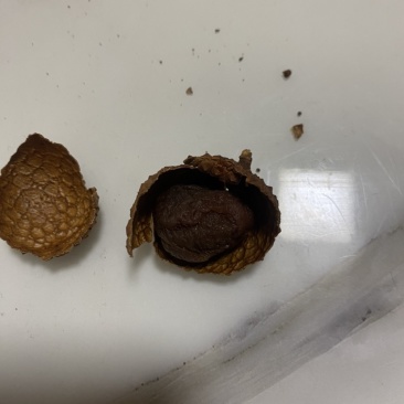 荔枝干