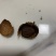 荔枝干