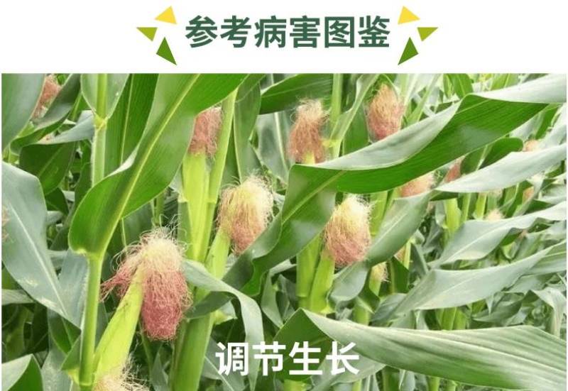 30%胺鲜乙烯利胺鲜酯玉米矮壮素控旺长增产抗倒伏生长调节