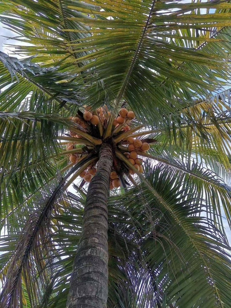 海南金椰金椰