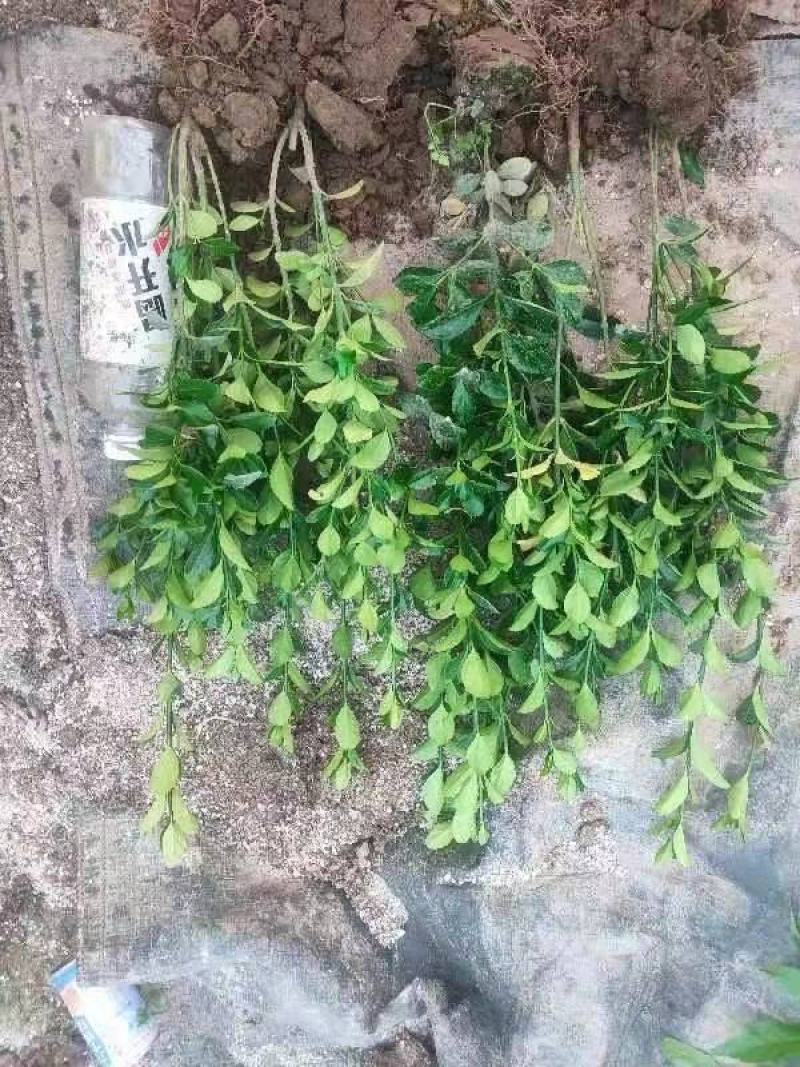 大叶黄杨