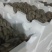 鲜平菇