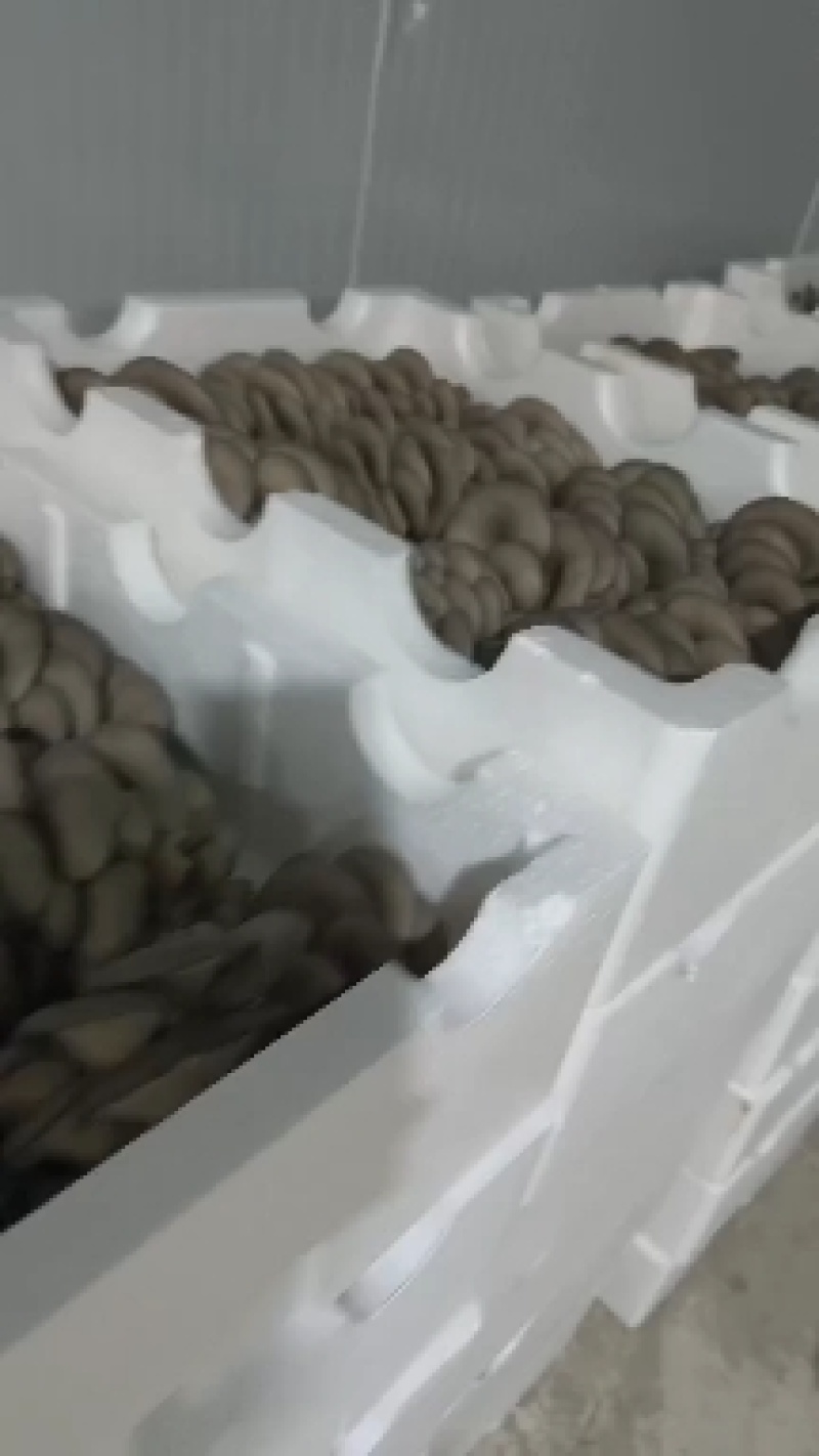 鲜平菇