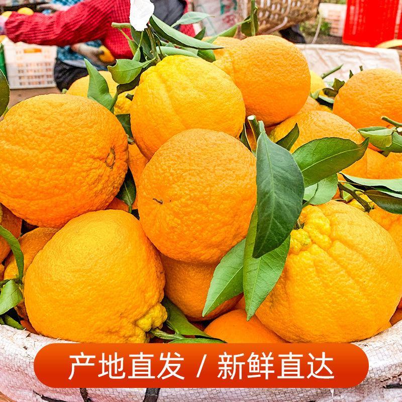 四川春见耙耙柑新鲜应季时令水果当季整箱批发