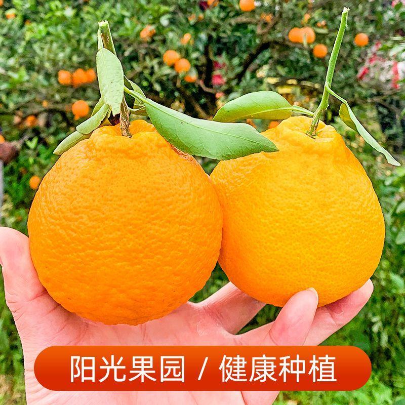 四川春见耙耙柑新鲜应季时令水果当季整箱批发