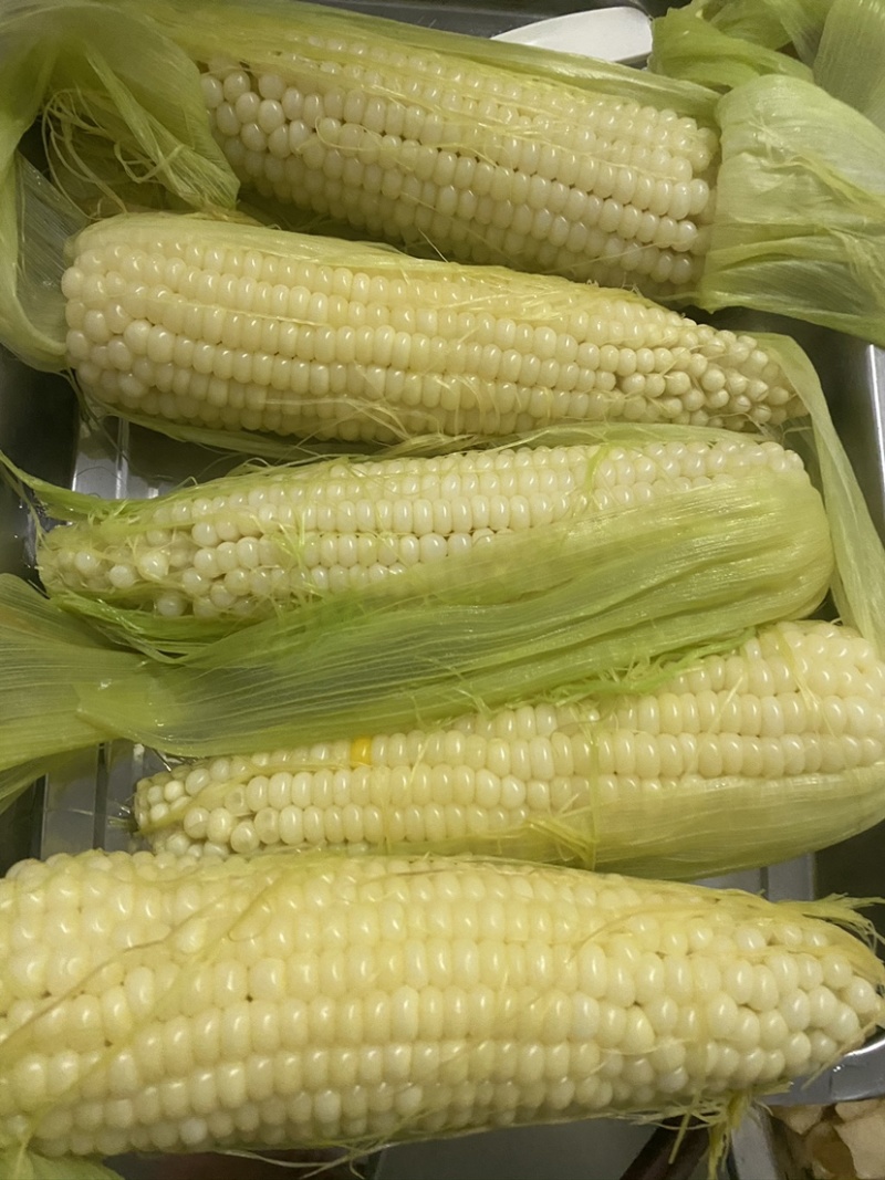 黏玉米336