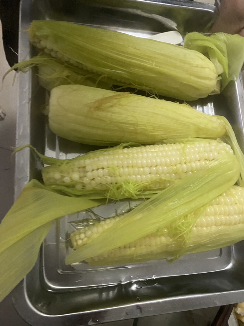 黏玉米336