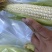 黏玉米336