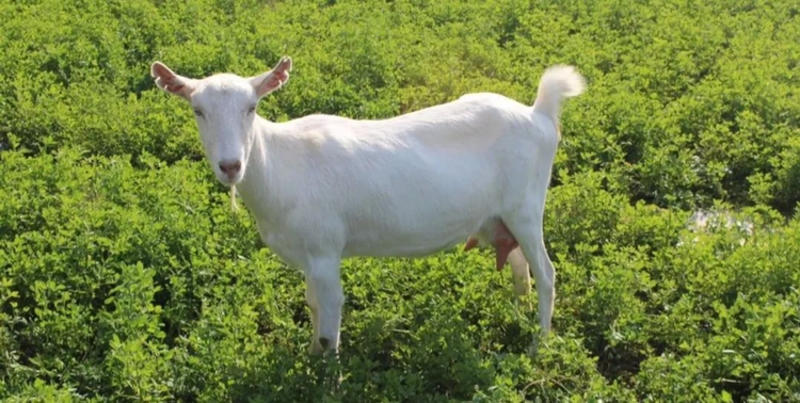 萨能奶山羊羊苗羊羔怀孕母羊产奶羊一天奶量12斤包成活公羊