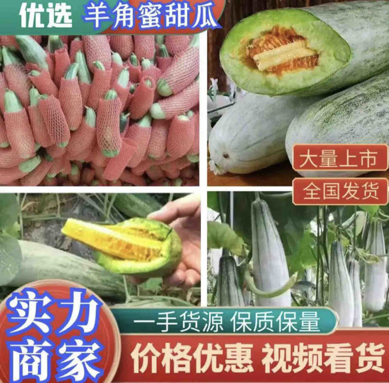 费县甜瓜博洋61，羊角蜜大量供应全国代收代发