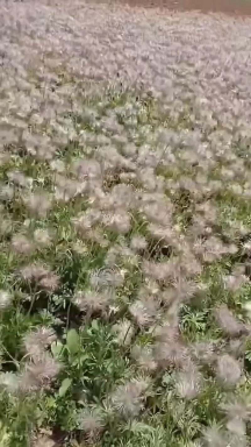 白头翁净精品种子。