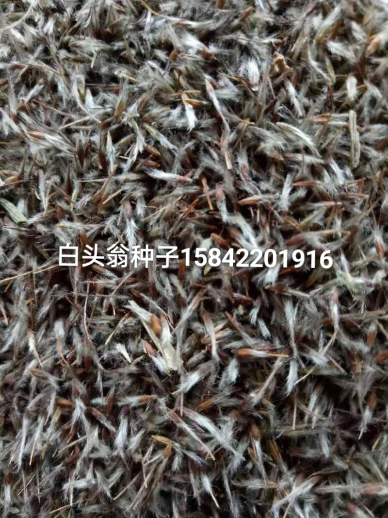 白头翁净精品种子。