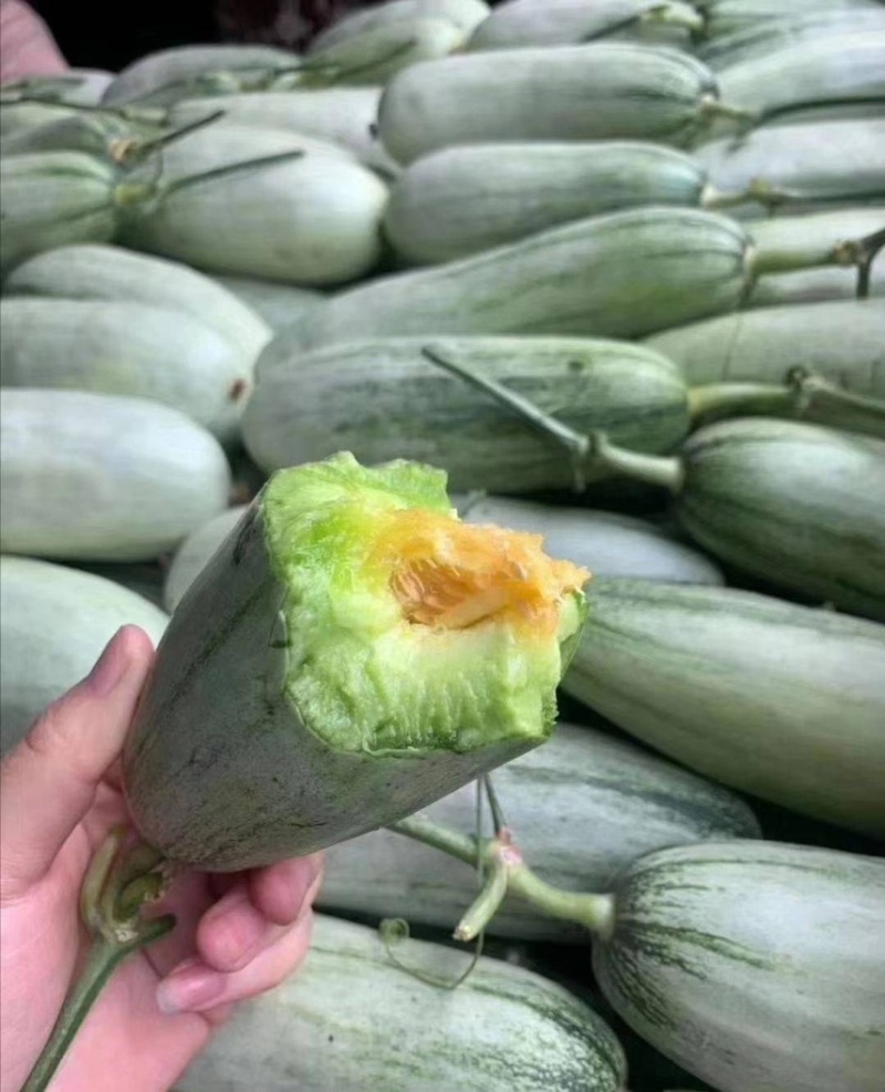 费县甜瓜博洋61，羊角蜜大量供应全国代收代发