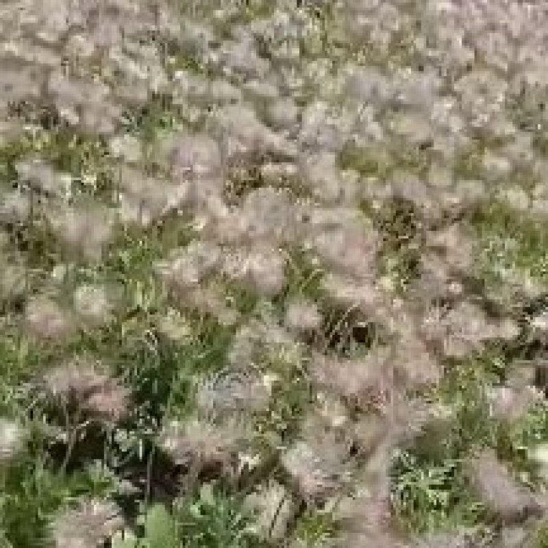 白头翁毛种子