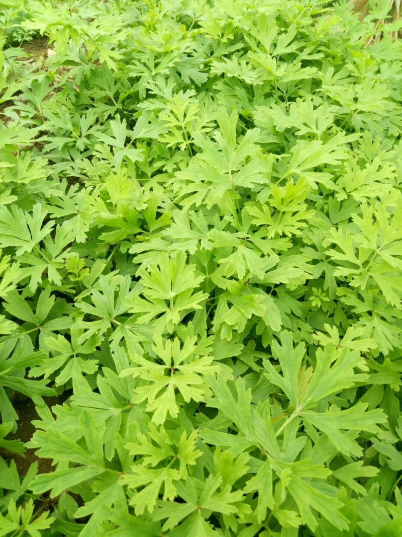 白头翁毛种子