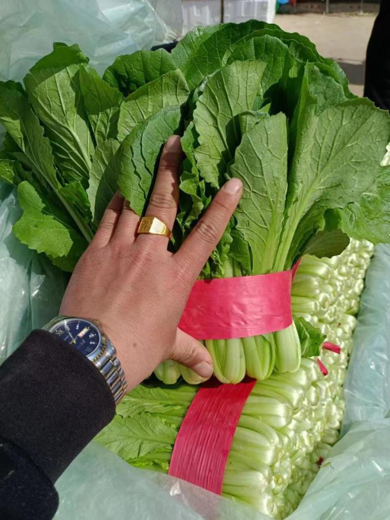 【小白菜】河北蔬菜品种多样规格齐全一站式采购常年市场批发