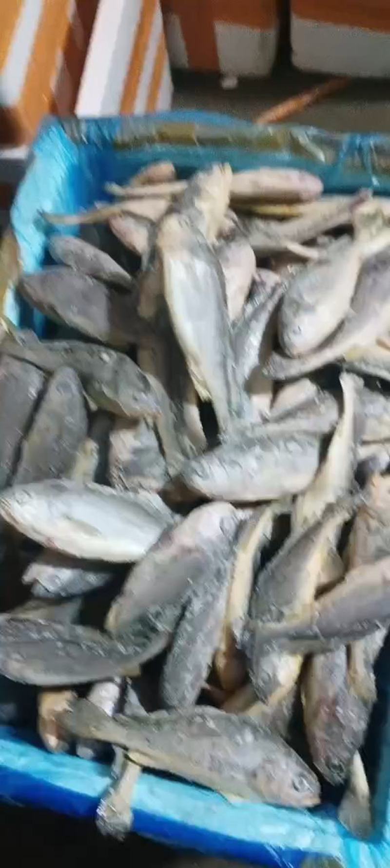 福建霞浦原产地小黄鱼单冻1-1.5两一条不包冰直供烧烤店