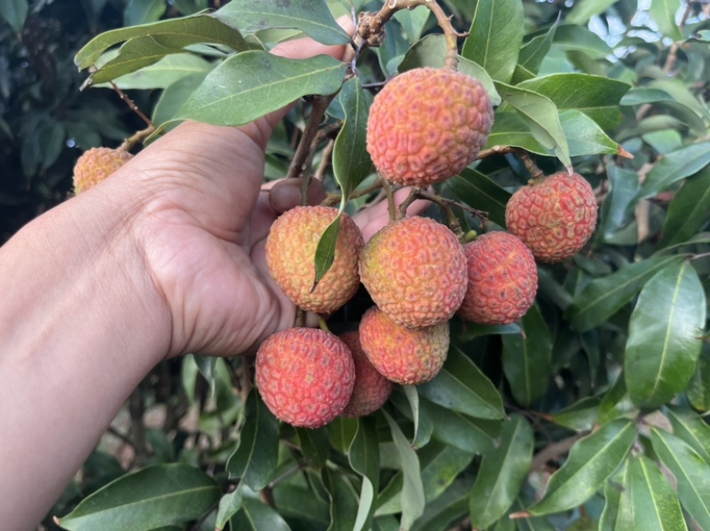 徐闻产特级新鲜白糖罂荔枝现摘现发欢迎一件代发