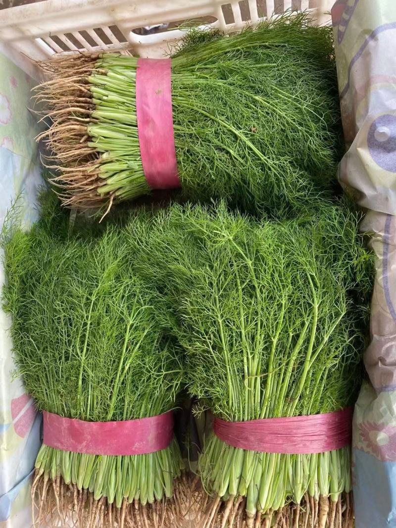 精品茴香苗大量有货