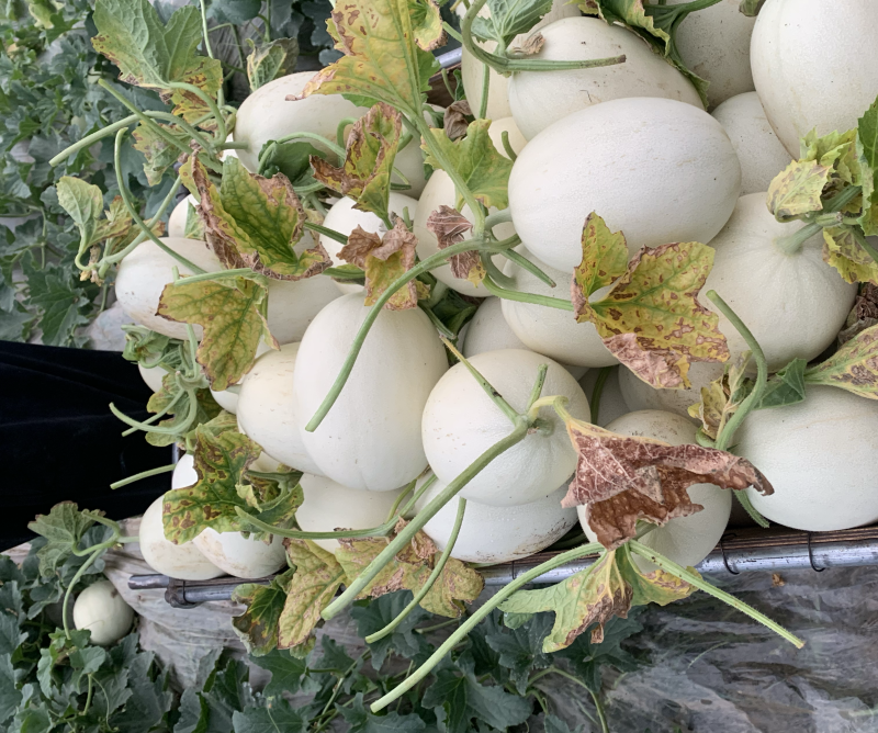 头茬南汇玉菇甜瓜，量大从优
