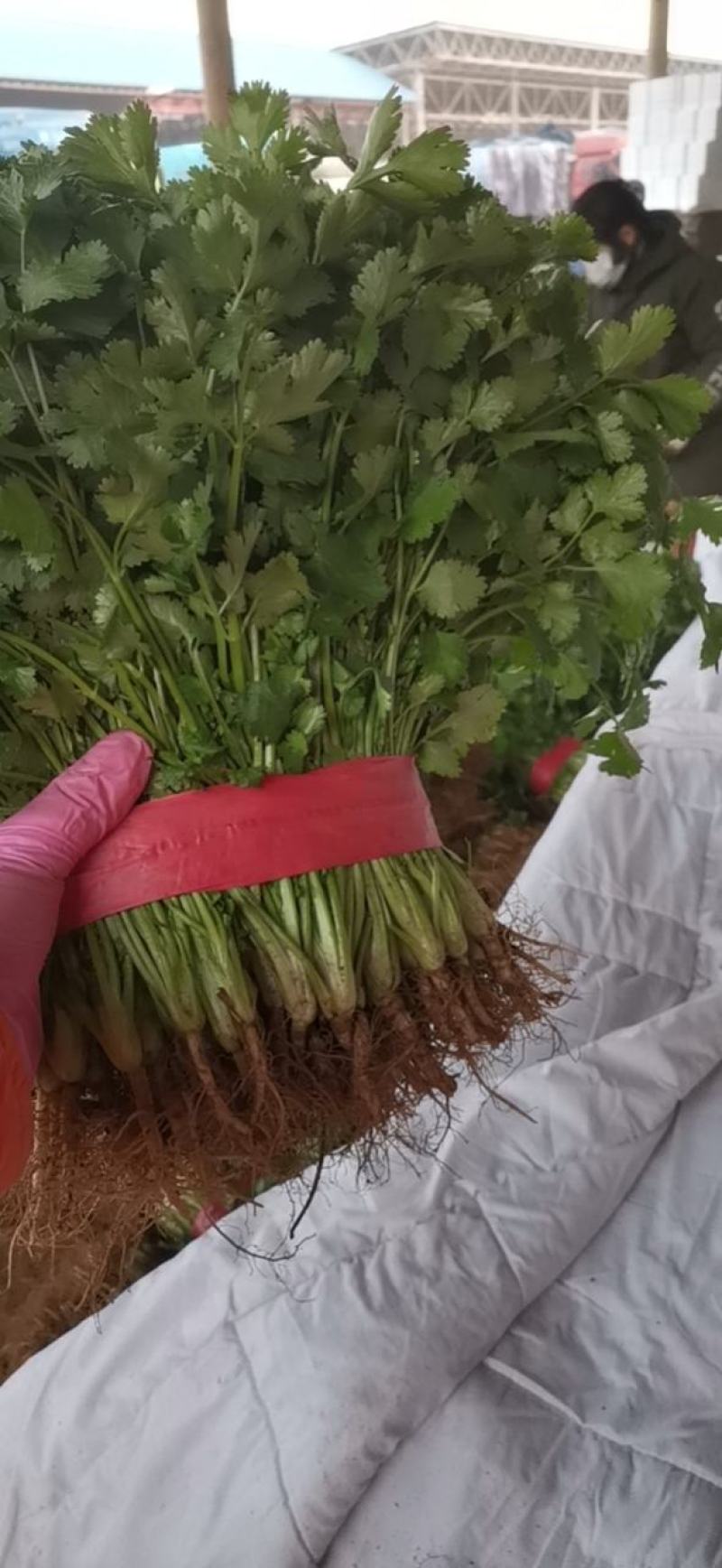 精品香菜常年有货