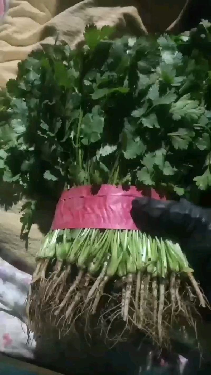 精品香菜常年有货