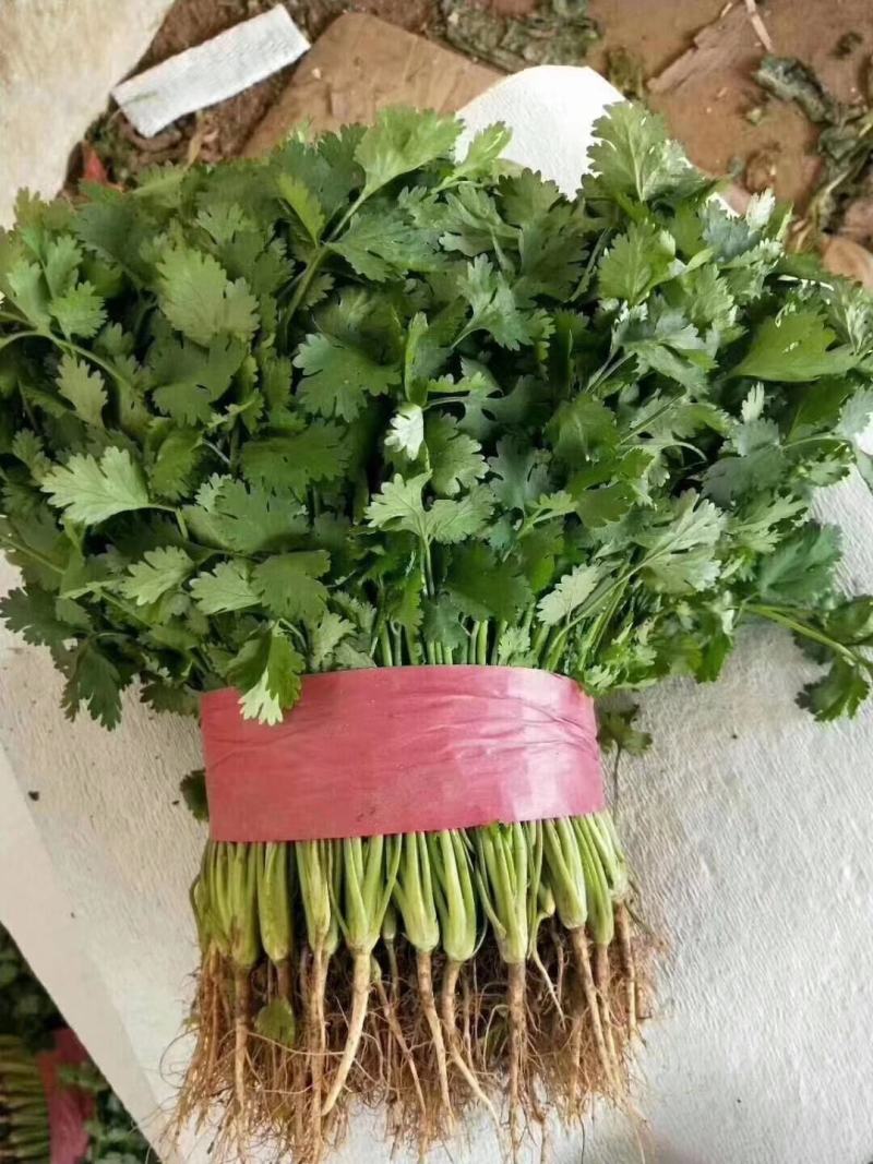 精品香菜常年有货