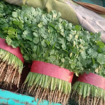 精品香菜常年有货