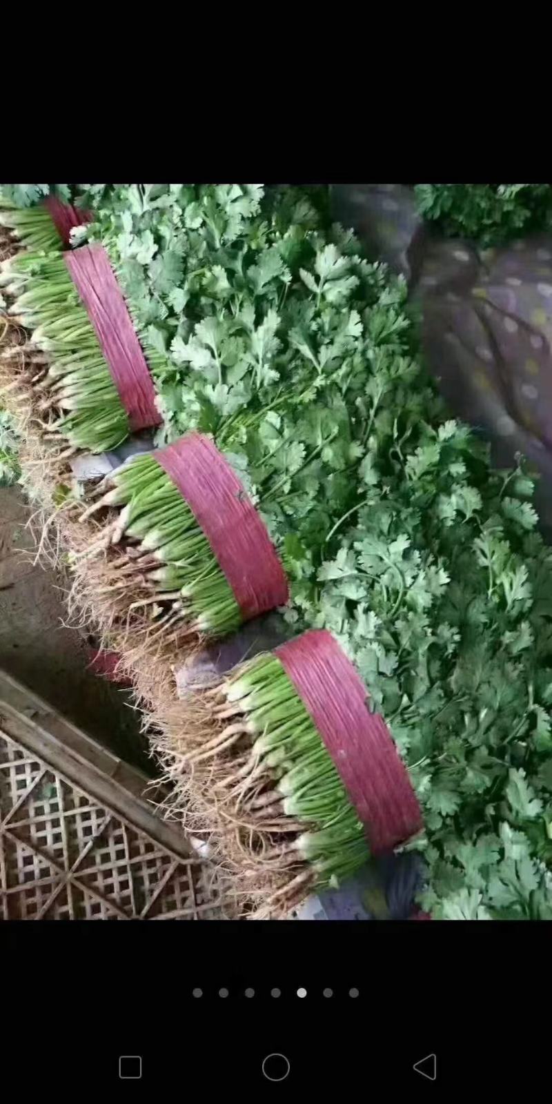 精品香菜常年有货