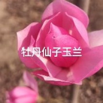 牡丹仙子玉兰，红粉花色，大花型、直径在18厘米左右，