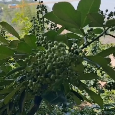 鲜花椒