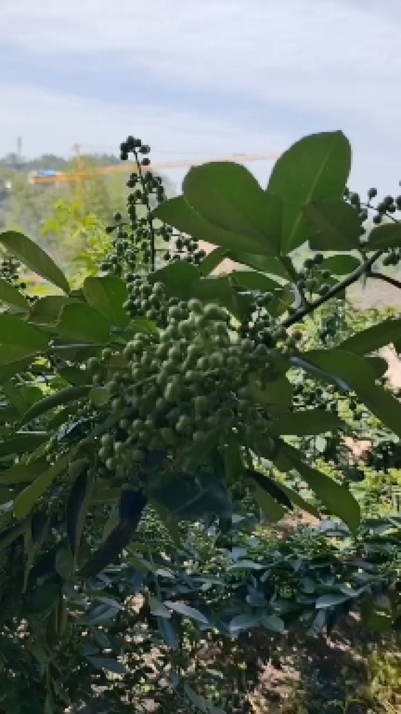 鲜花椒