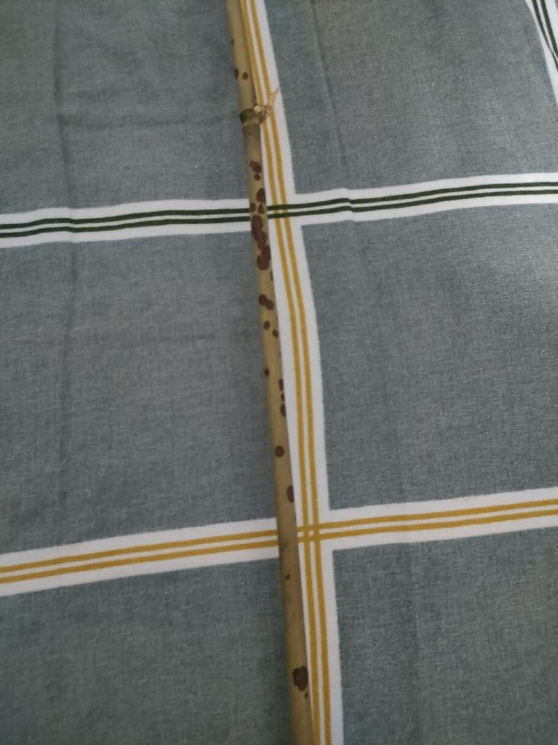 花竹红香妃斑竹