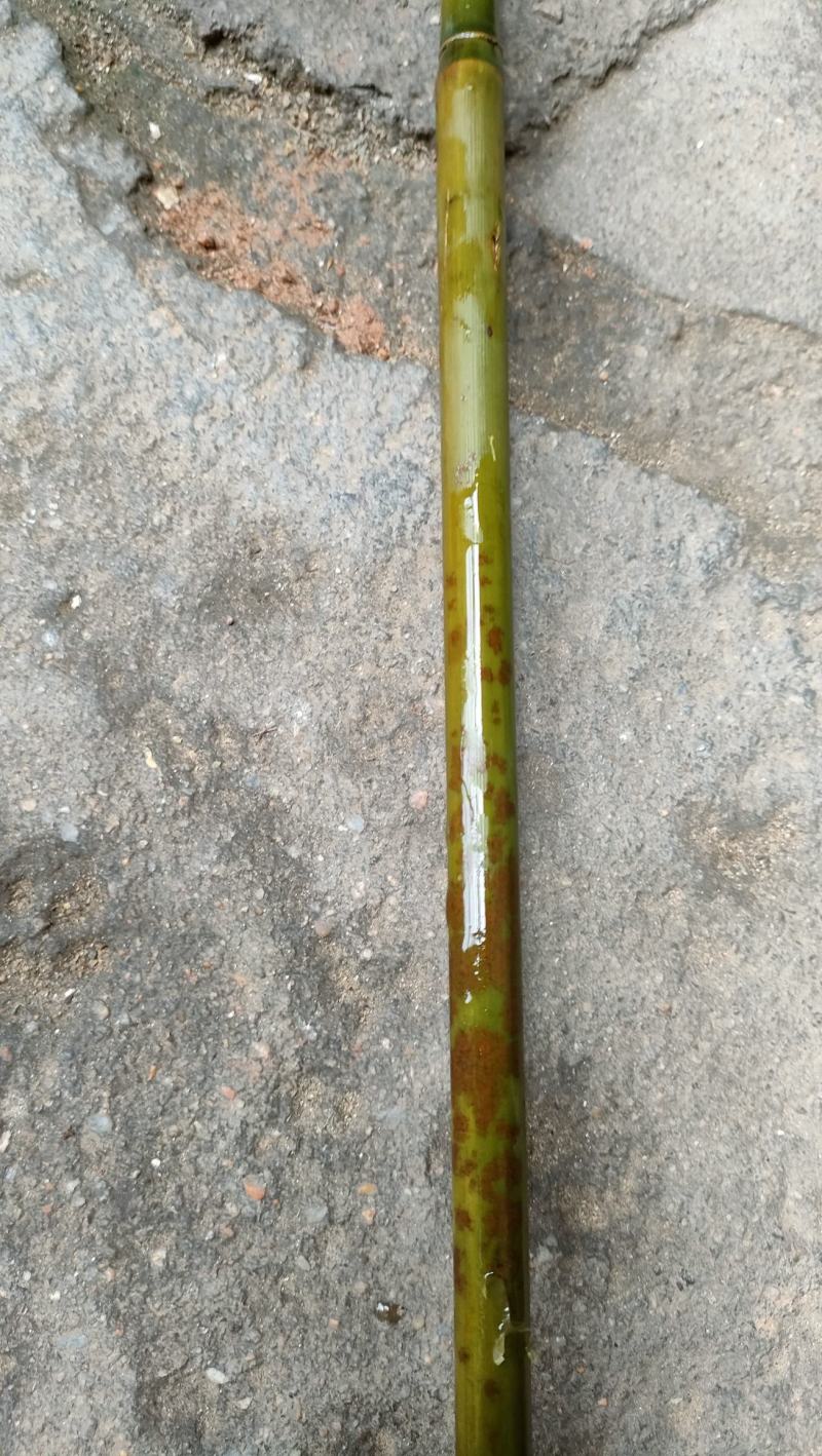 花竹红香妃斑竹