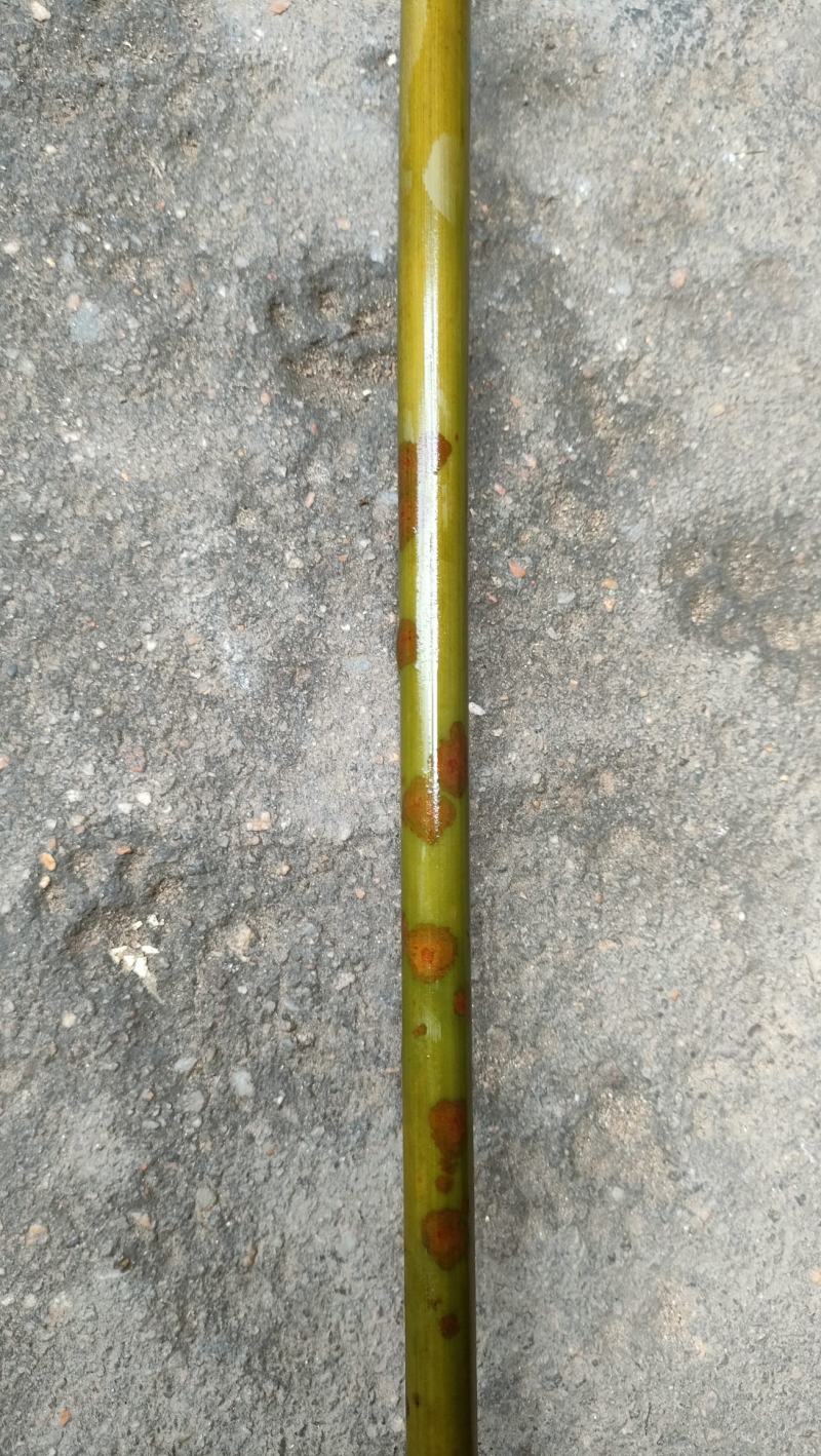花竹红香妃斑竹