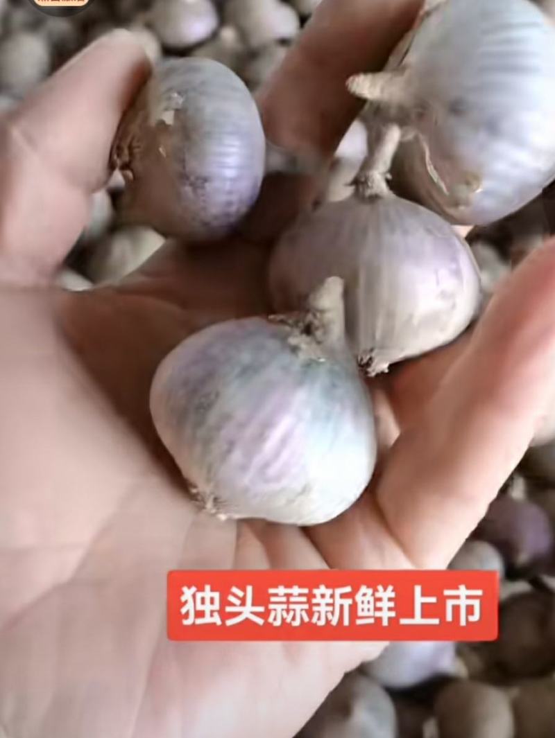 独头蒜，徐州丰沛县，电商专用，，，，，，