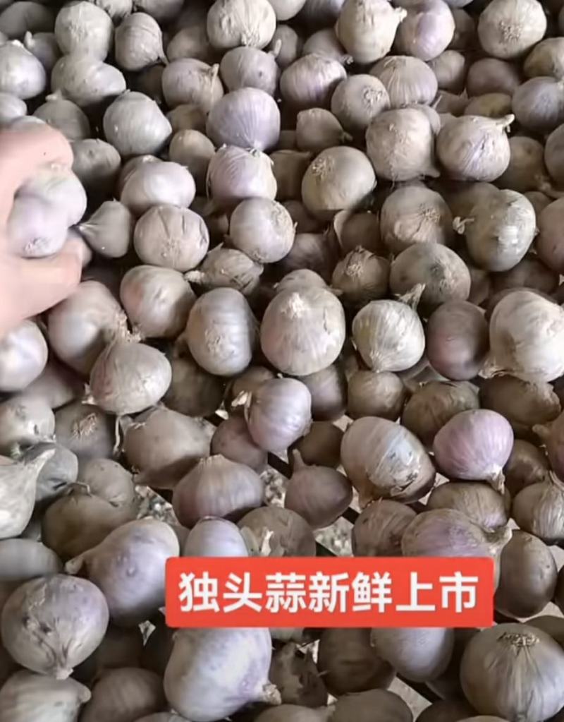 独头蒜，徐州丰沛县，电商专用，，，，，，