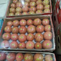精品西红柿大量有货