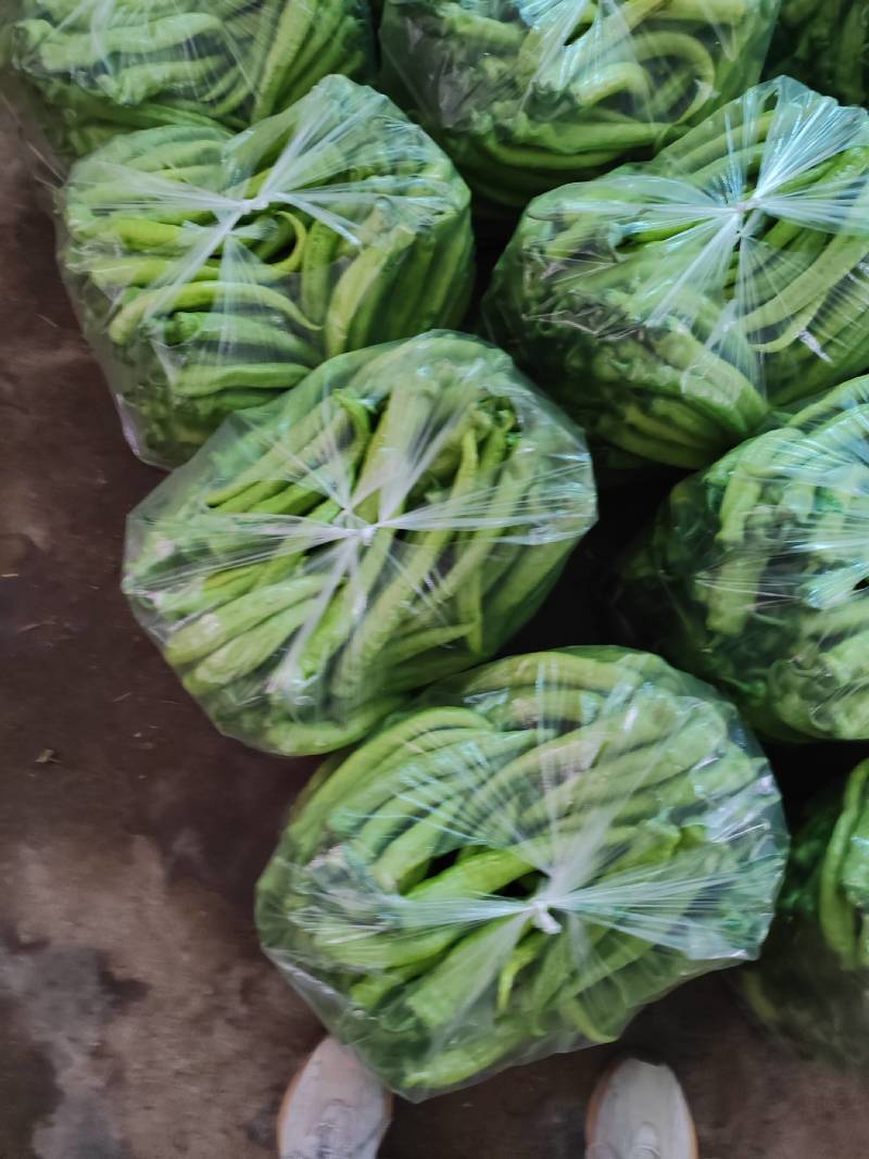 大棚辣椒马上大量上市
