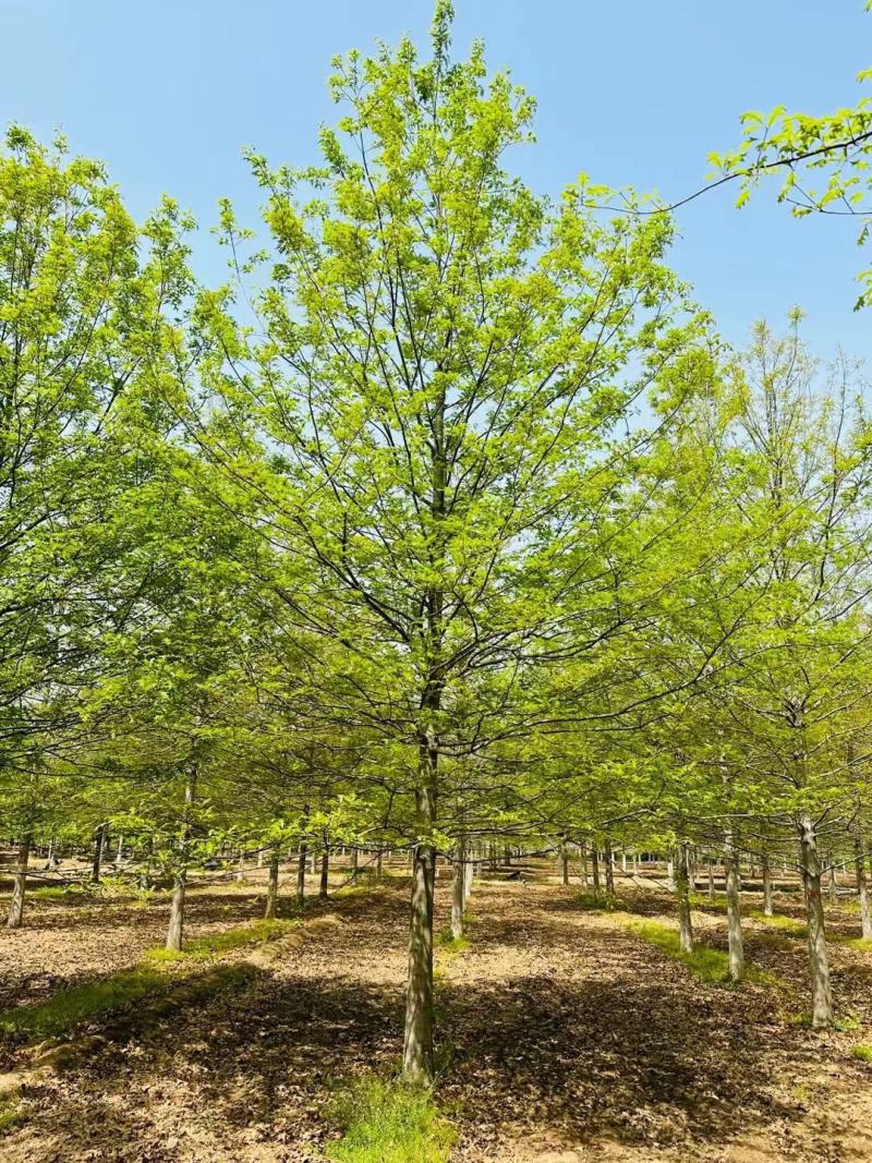 徐州李氏园林苗圃出售3/18公分精品娜塔莉，自产自销