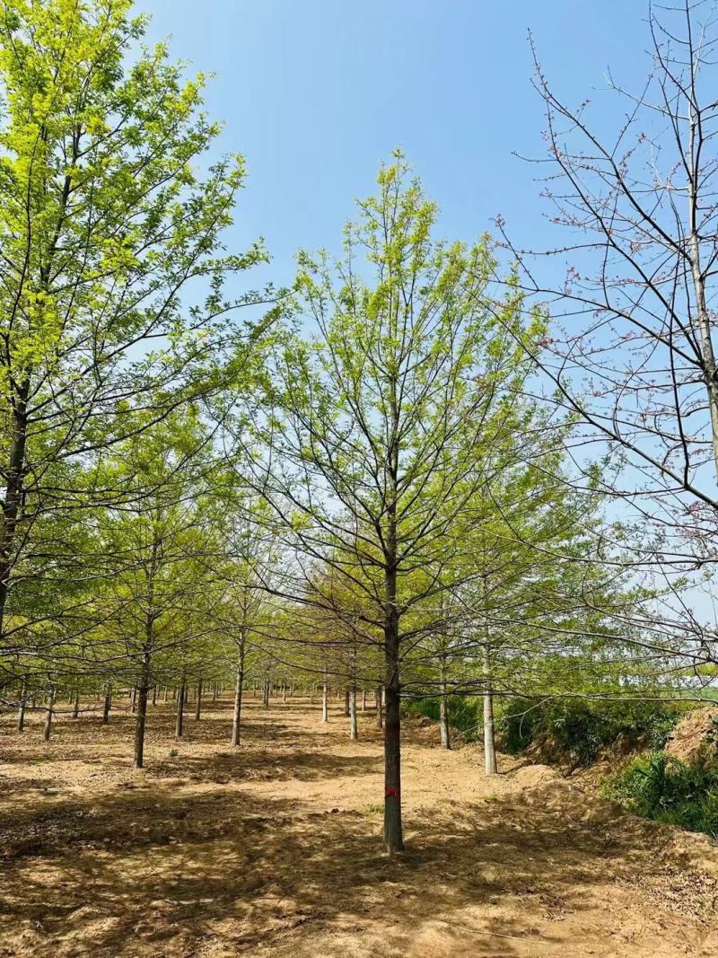 徐州李氏园林苗圃出售3/18公分精品娜塔莉，自产自销