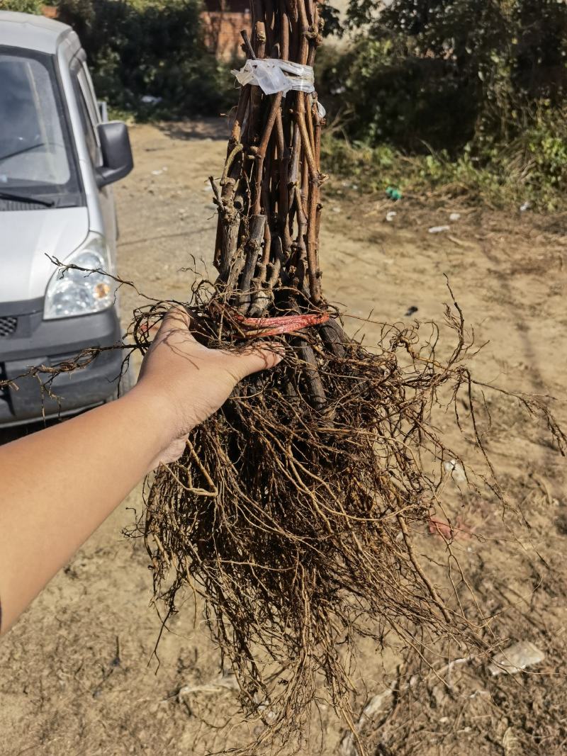 河北营养杯巨峰葡萄苗，巨峰红条，一年生葡萄苗，全年供应