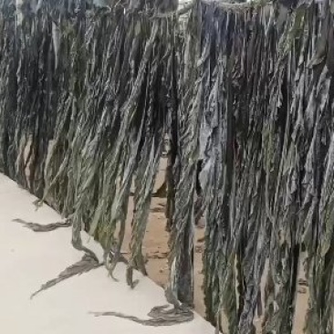 福建干海带无沙，批发